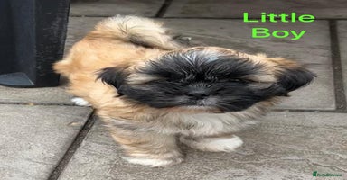 Lhasa Apso dogs - Advert 7