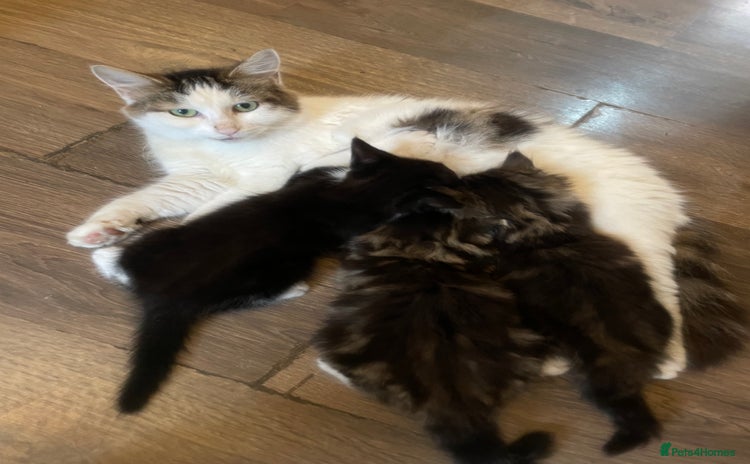 Mixed Breed cats - Advert 15