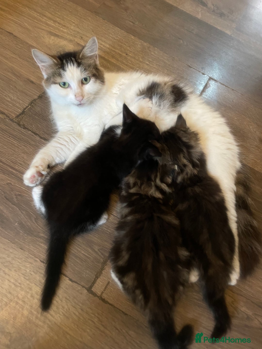 Mixed Breed cats for sale: Kittens for sale! - Image 1