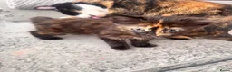 Mixed Breed cats for sale: Beautiful Mixed Breed Fluffy Kitten For Sale - Advert 7