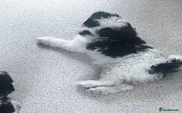 Shihpoo dogs for sale: 4 girl miniature poodle x shih tzu puppies  - Image 4