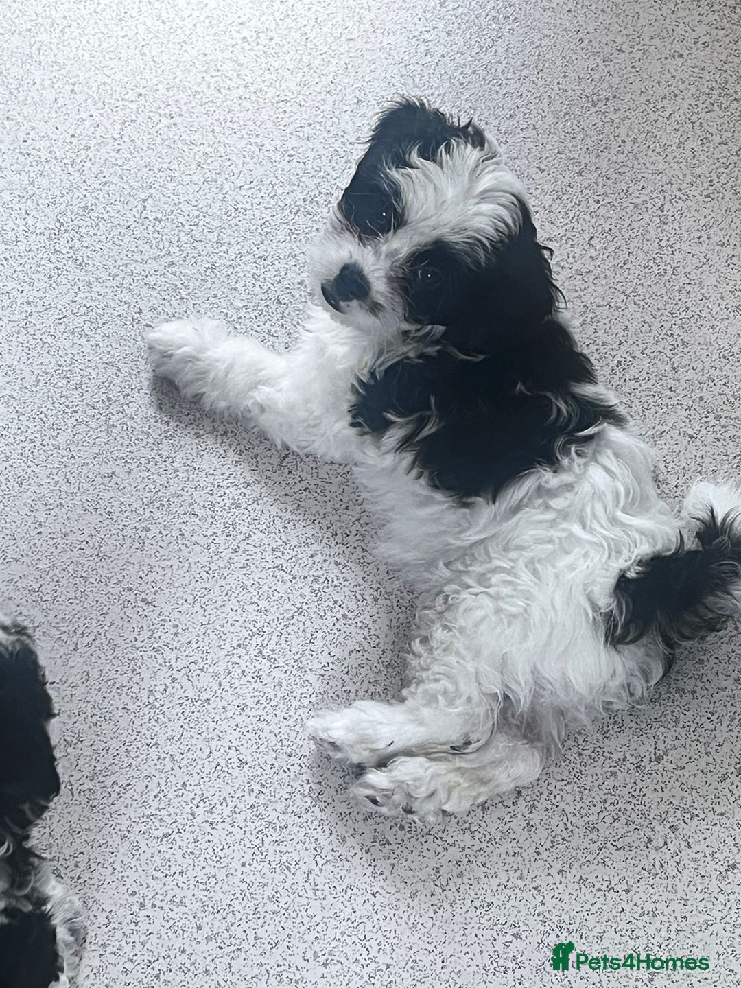Shihpoo dogs for sale: 4 girl miniature poodle x shih tzu puppies  - Image 4