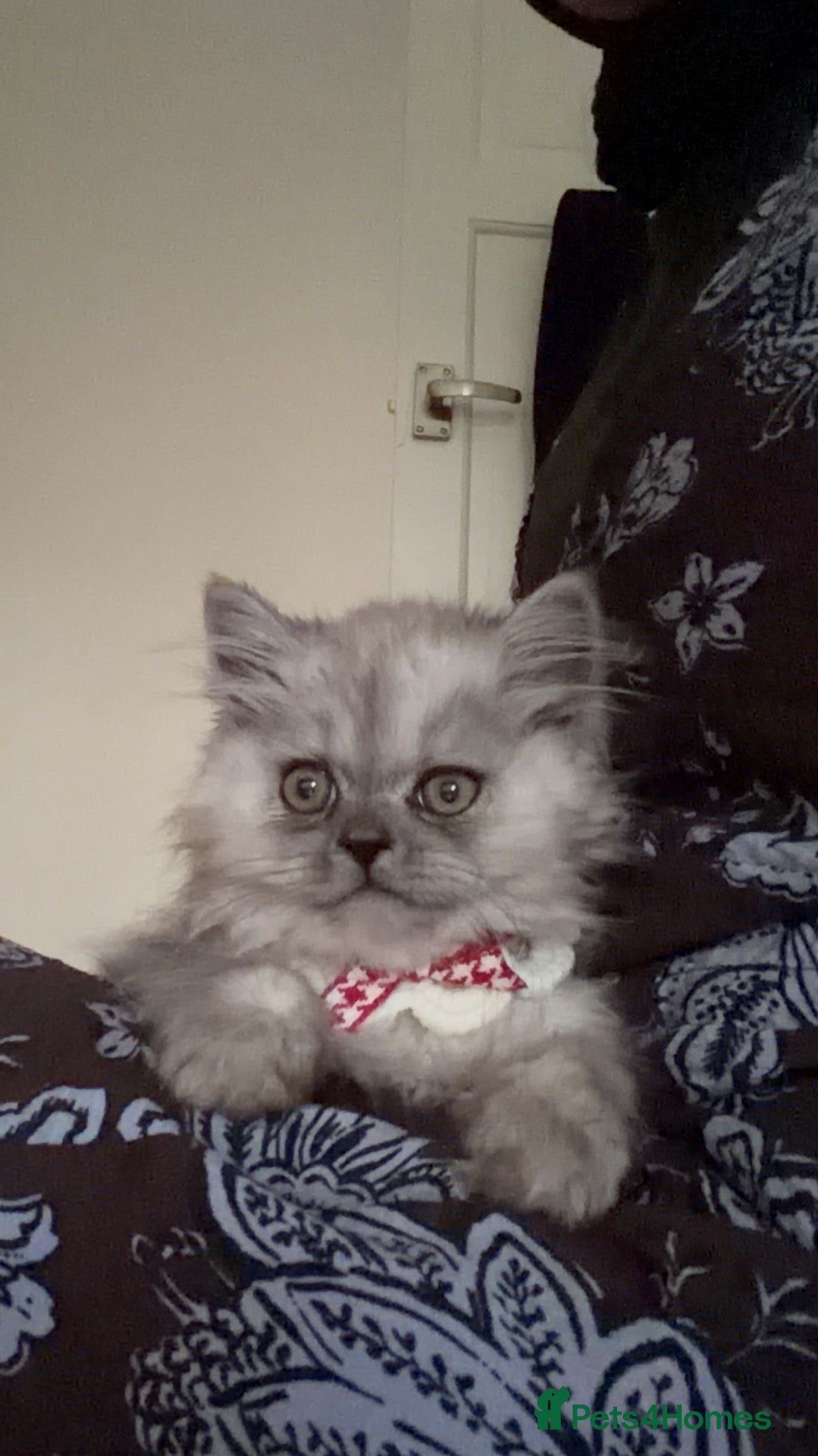 Persian cats Persian prince  - Advert 1