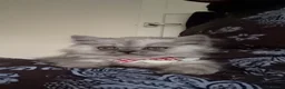 Persian cats for sale: Persian prince  - Advert 2