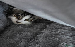 Ragdoll cats for sale: Sale Ragdoll X Tabby Cat with everything she needs - Image 1