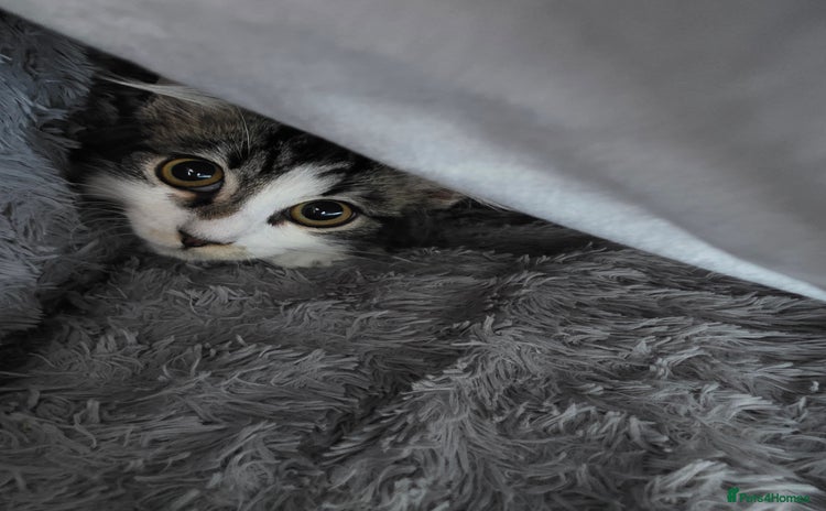 Ragdoll cats - Advert 12