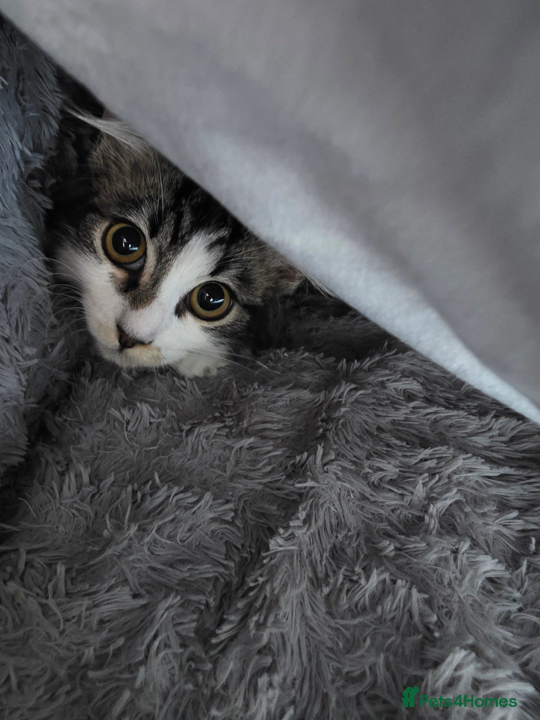 Ragdoll cats for sale: Sale Ragdoll X Tabby Cat with everything she needs - Image 1