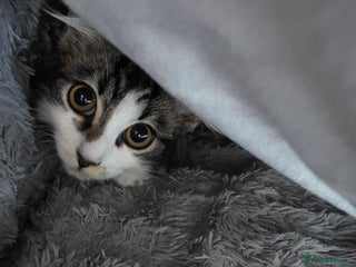 Ragdoll cats for sale - Advert 1