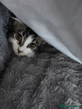 Ragdoll cats - Advert 12