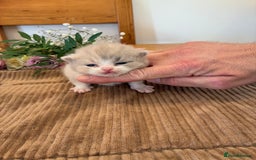 British Shorthair cats for sale: 5 TICA BRITISH SHORTHAIRED KITTENS - Image 1
