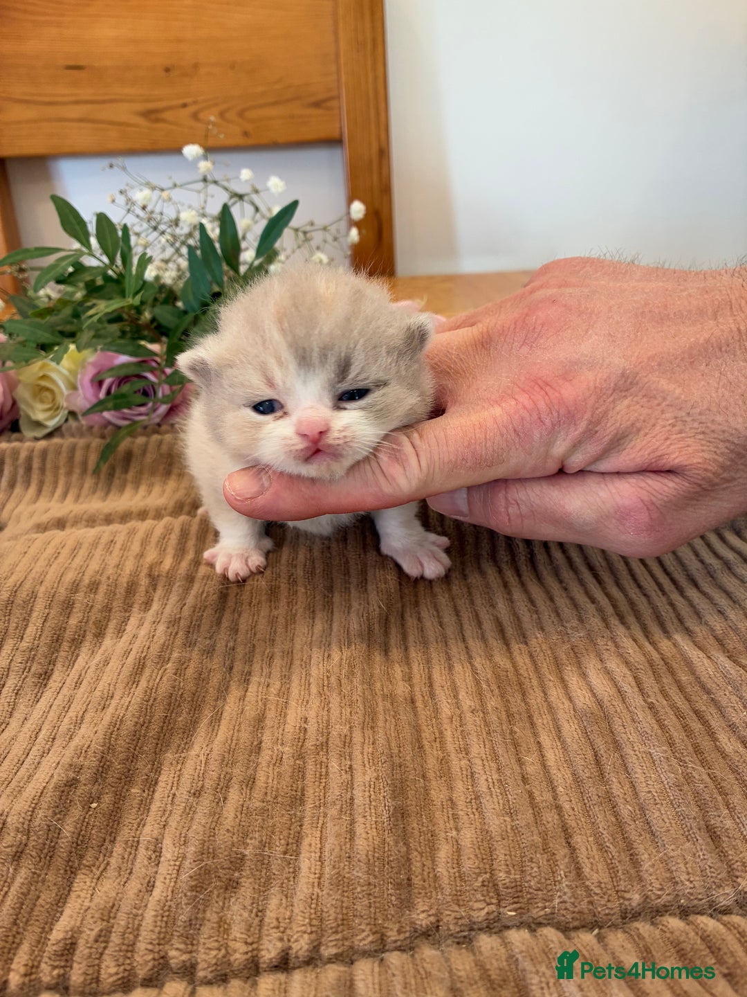 British Shorthair cats for sale: 5 TICA BRITISH SHORTHAIRED KITTENS - Image 1