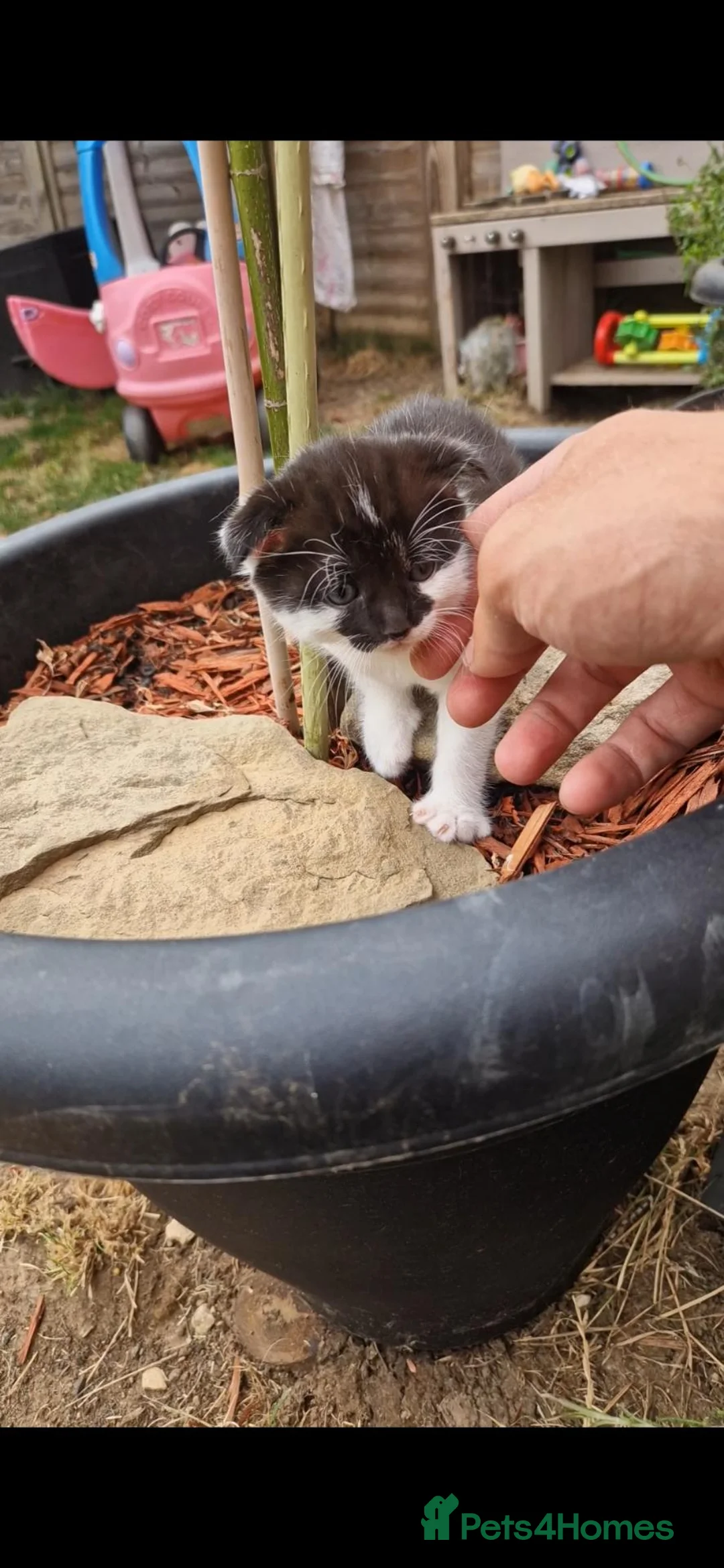 Scottish Fold cats for sale: 3 Adorable Scottish Fold Kittens - Advert 2