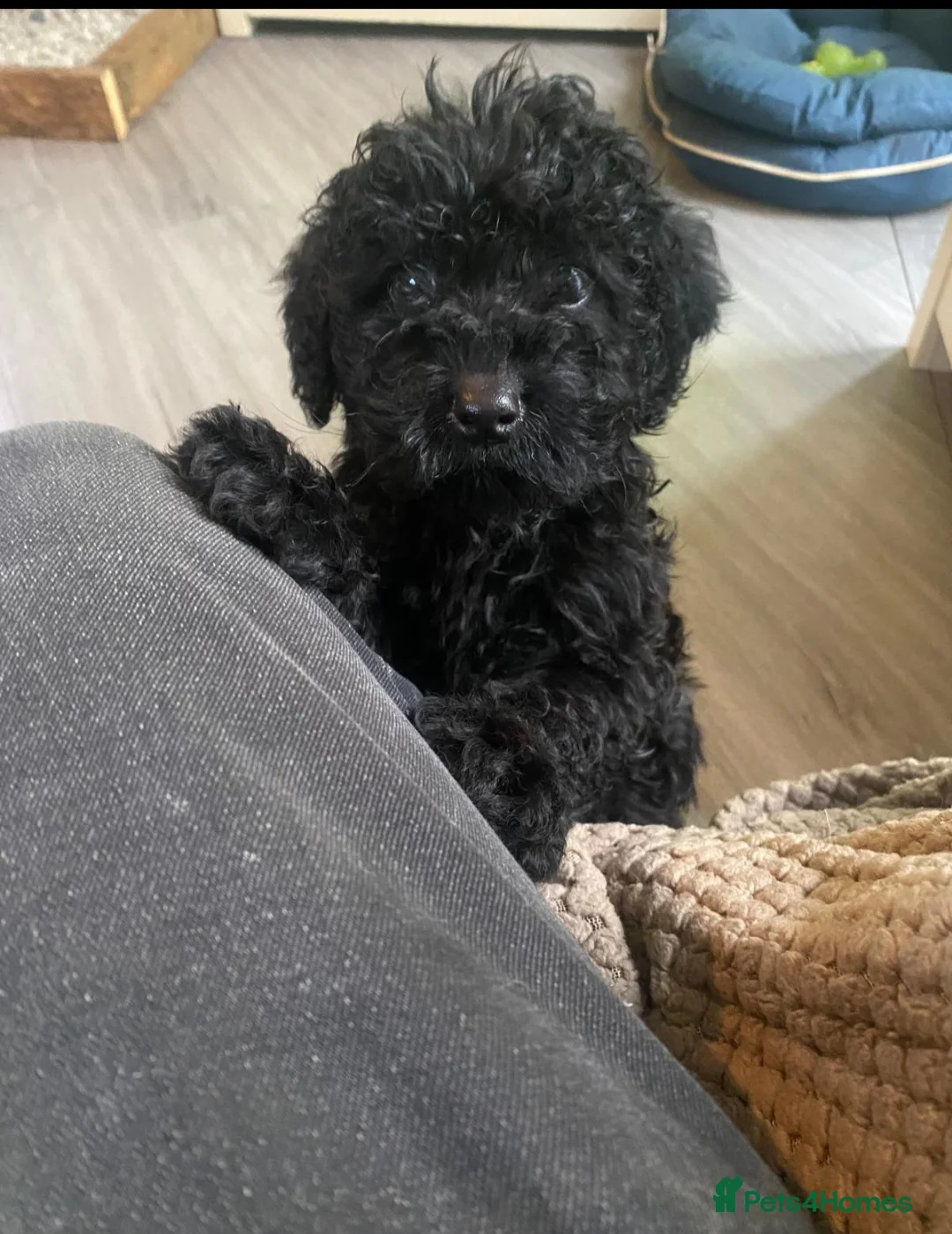 Cavapoo dogs for sale: Gorgeous Cavapoo  in Wrexham - Advert 1