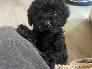 Cavapoo dogs Gorgeous Cavapoo - Advert 6