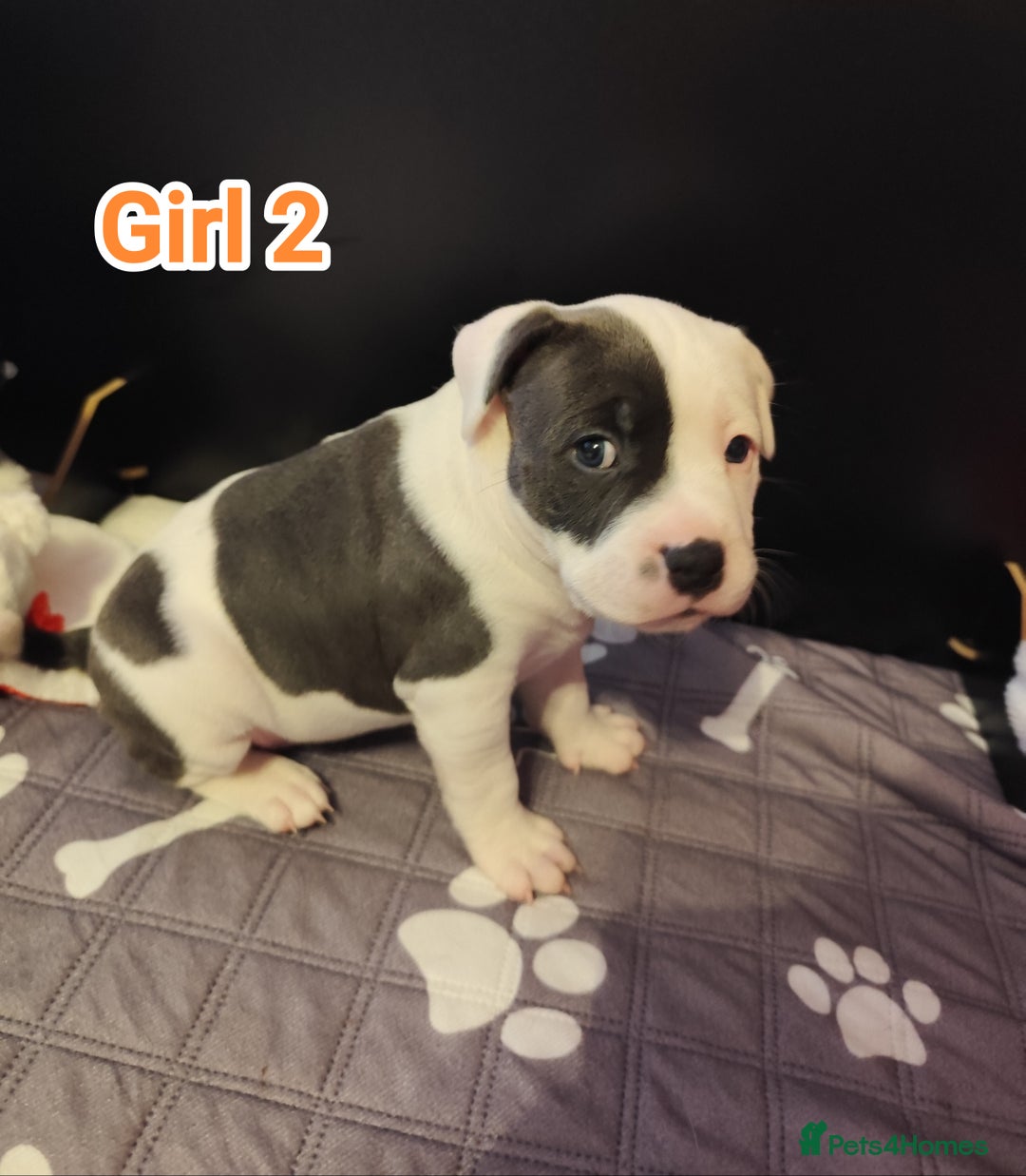 Staffordshire Bull Terrier dogs for sale: Staffordshire bull terrier puppies  - Advert 28