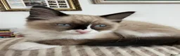 Ragdoll cats for sale: Ragdoll Kitten - Advert 1