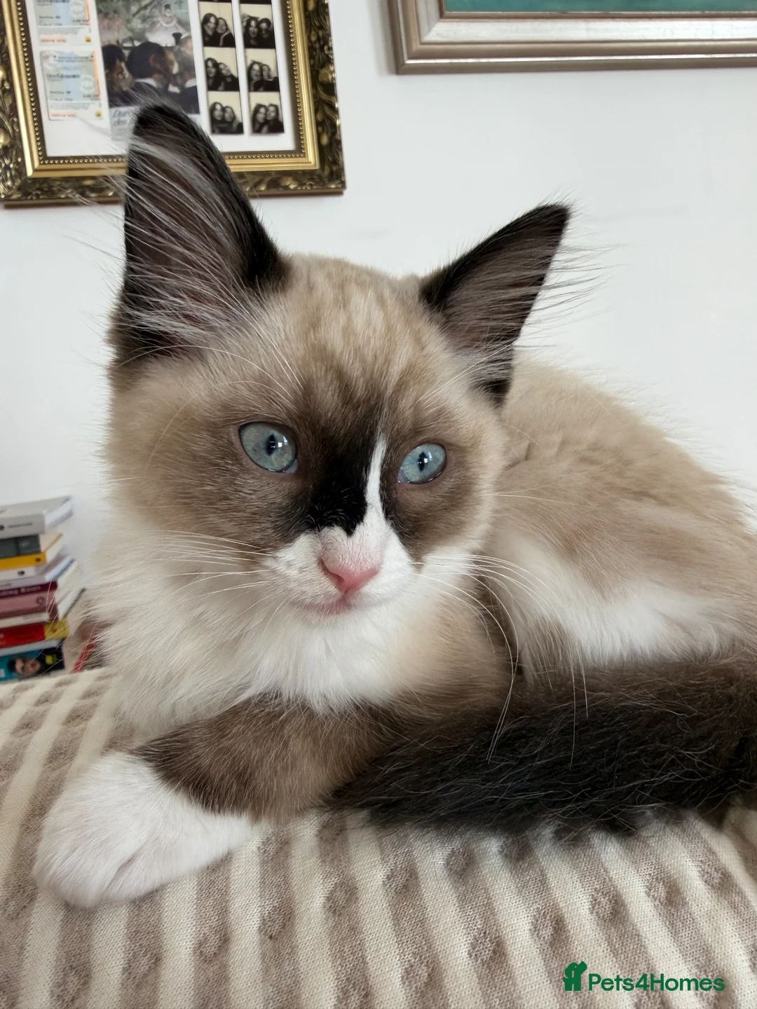 Ragdoll cats for sale: Ragdoll Kitten - Advert 1
