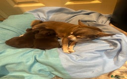 Chihuahua dogs for sale: Chihuahua Puppies - Image 3