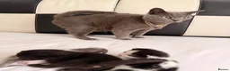 British Shorthair cats for sale: Cats British shorthair  in Luton - Advert 2