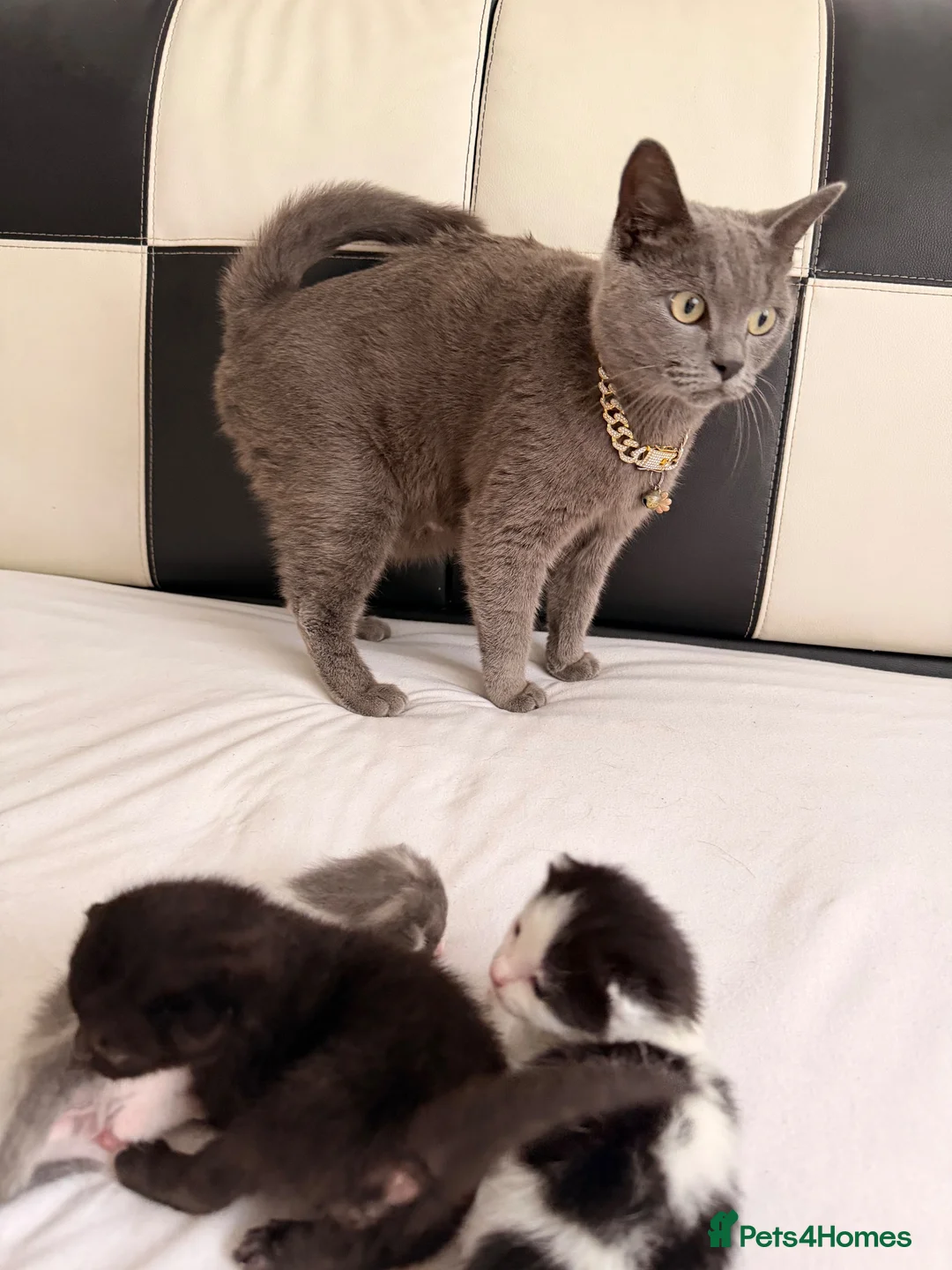 British Shorthair cats for sale: Cats British shorthair  in Luton - Advert 2