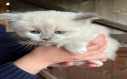 Ragdoll cats for sale: Ragdoll kittens - Image 3