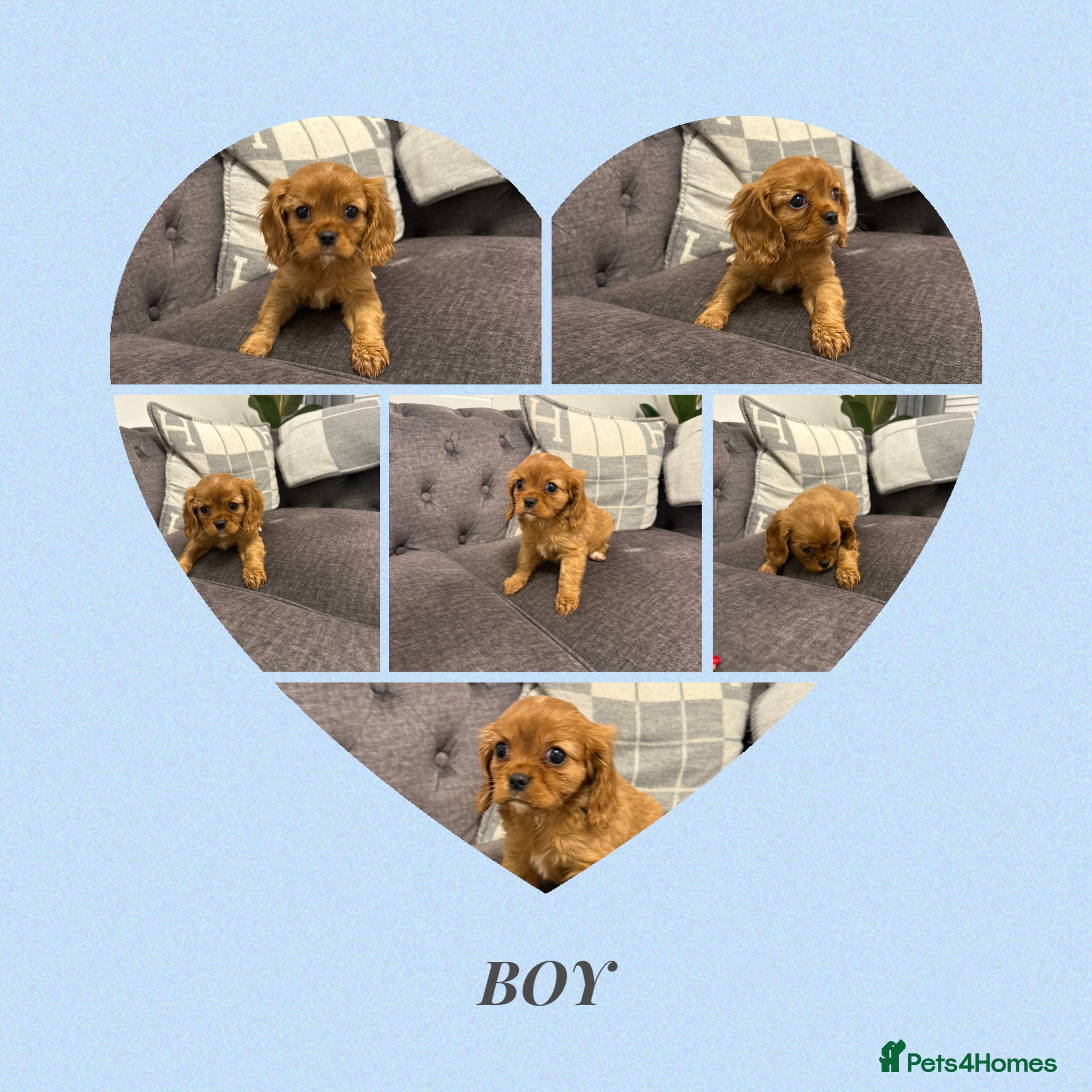 Cavalier King Charles Spaniel dogs ✨Health Chkd✨KC Reg. Cavalier King Charles Puppies - Advert 7