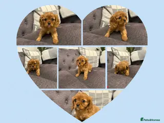 Cavalier King Charles Spaniel dogs ✨Health Chkd✨KC Reg. Cavalier King Charles Puppies - Advert 7
