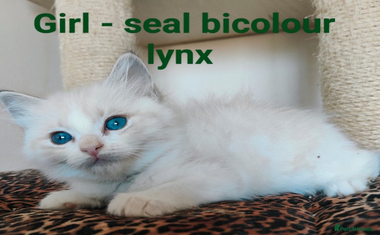 Ragdoll cats - Advert 13