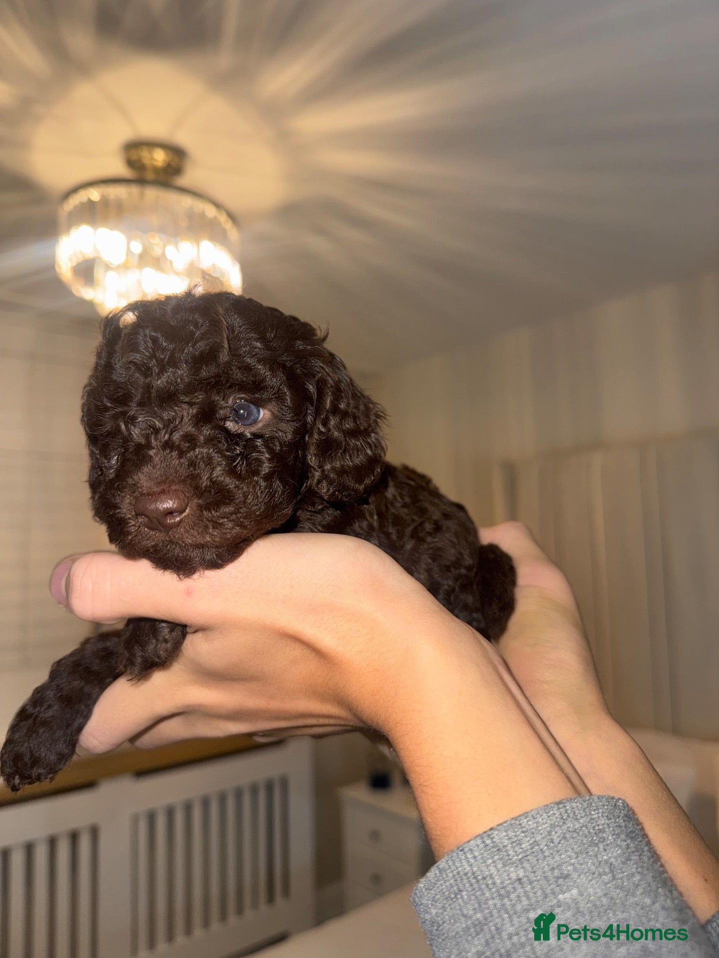 Miniature Poodle dogs for sale: Phantom, health tested & KC miniature poodle pups  - Advert 5