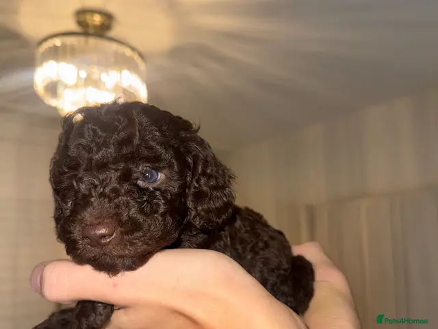 Miniature Poodle dogs for sale: Phantom, health tested & KC miniature poodle pups - Advert 3