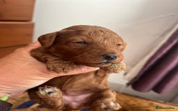 Cockapoo dogs for sale: Gorgeous F1b fox red cockapoo puppies  - Image 17