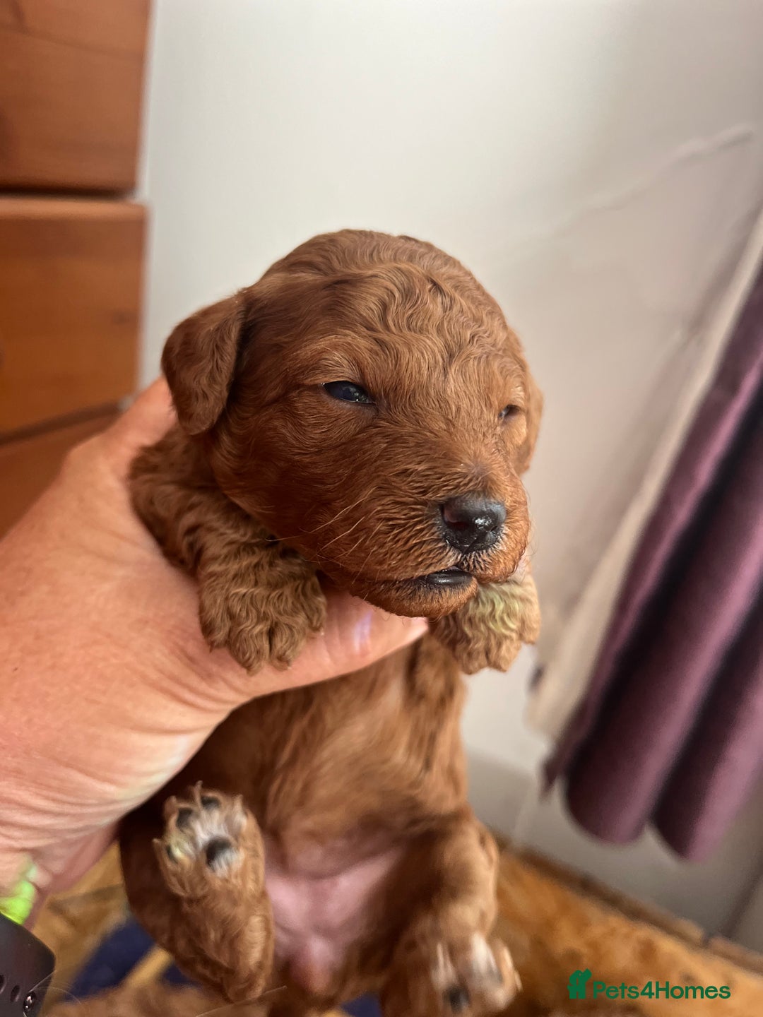 Cockapoo dogs for sale: Gorgeous F1b fox red cockapoo puppies  - Image 17