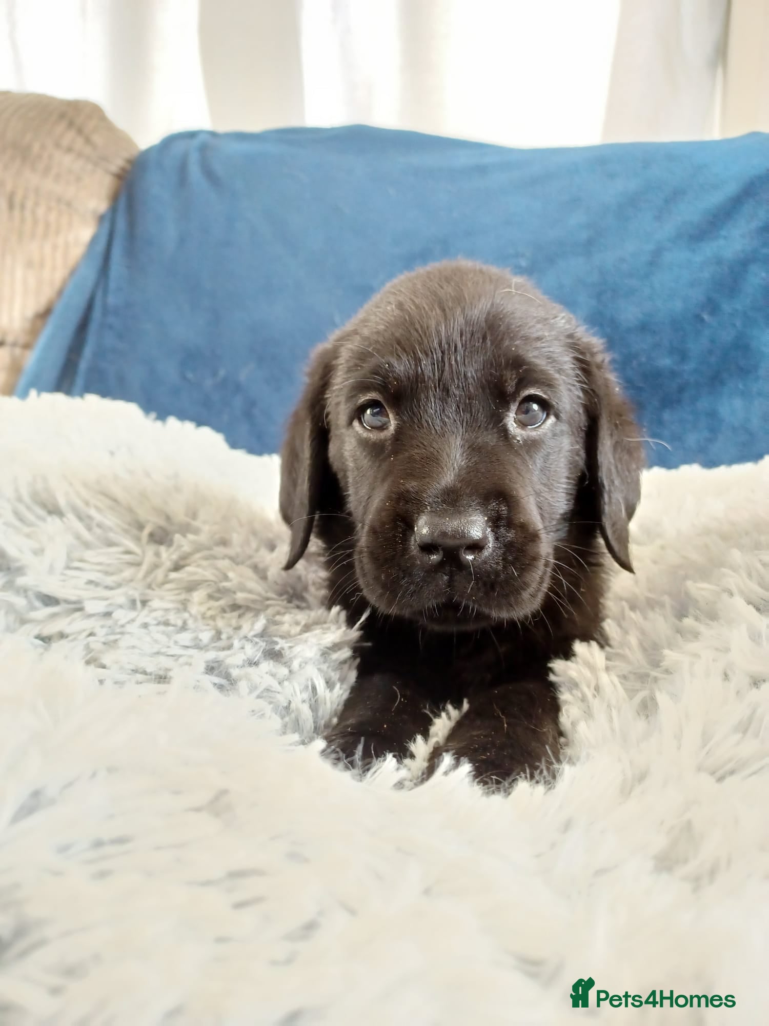 Labrador Retriever Puppy 7 light blue 💙 
