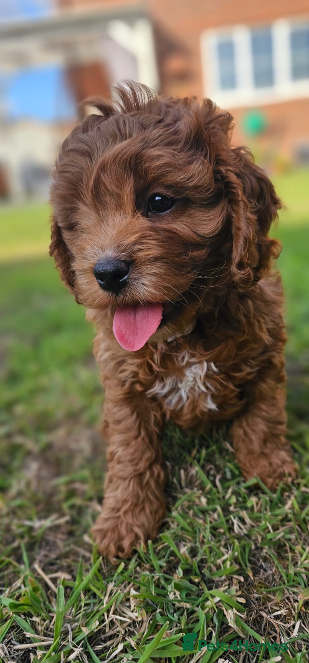 Cavapoo dogs for sale: Cavapoo dna clear  - Image 3