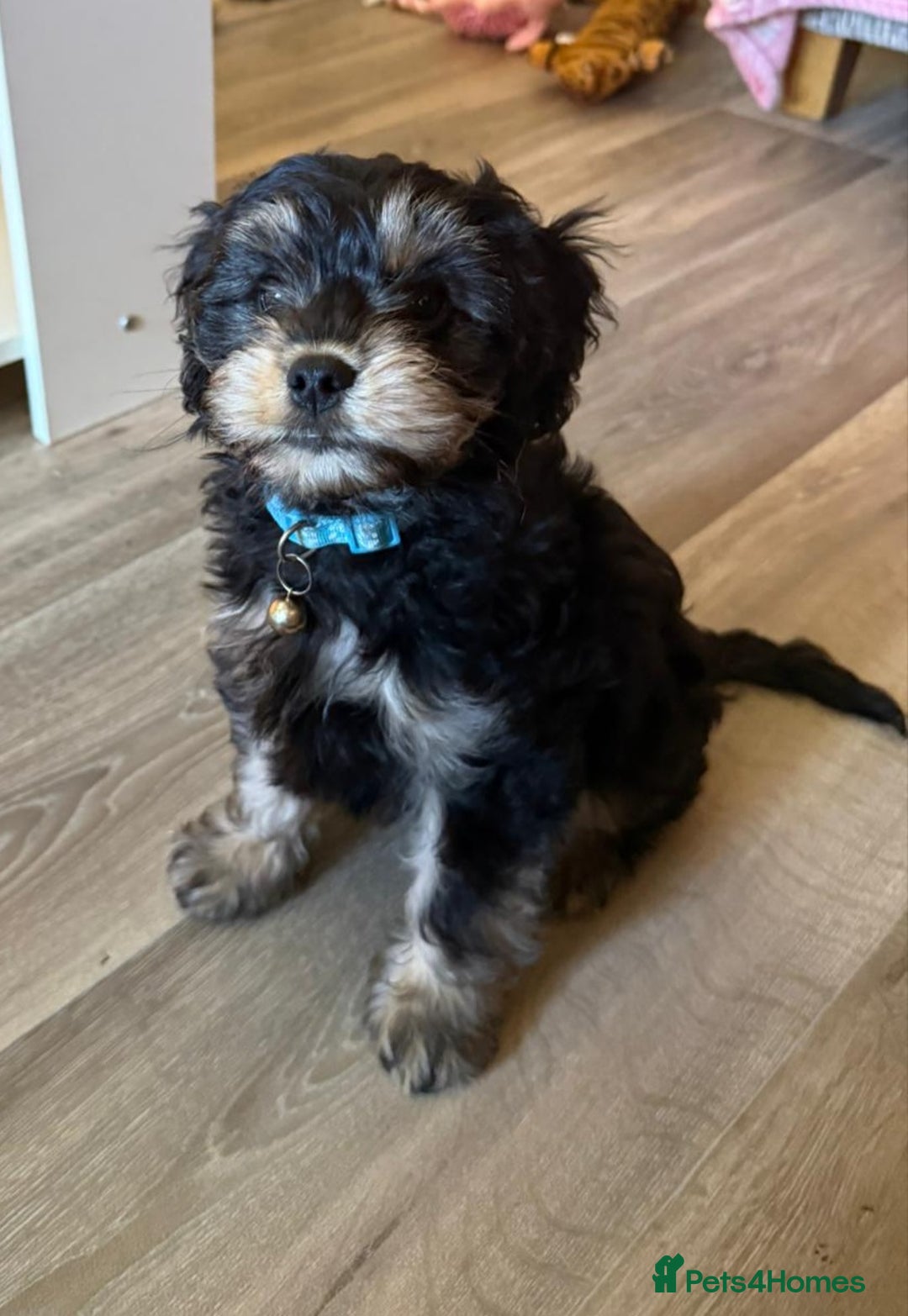 Cavapoo dogs for sale: 🐾 Beautiful F1 Cavapoo Puppy (Male) –  - Advert 4