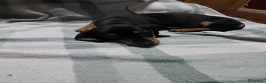 Black and tan girl