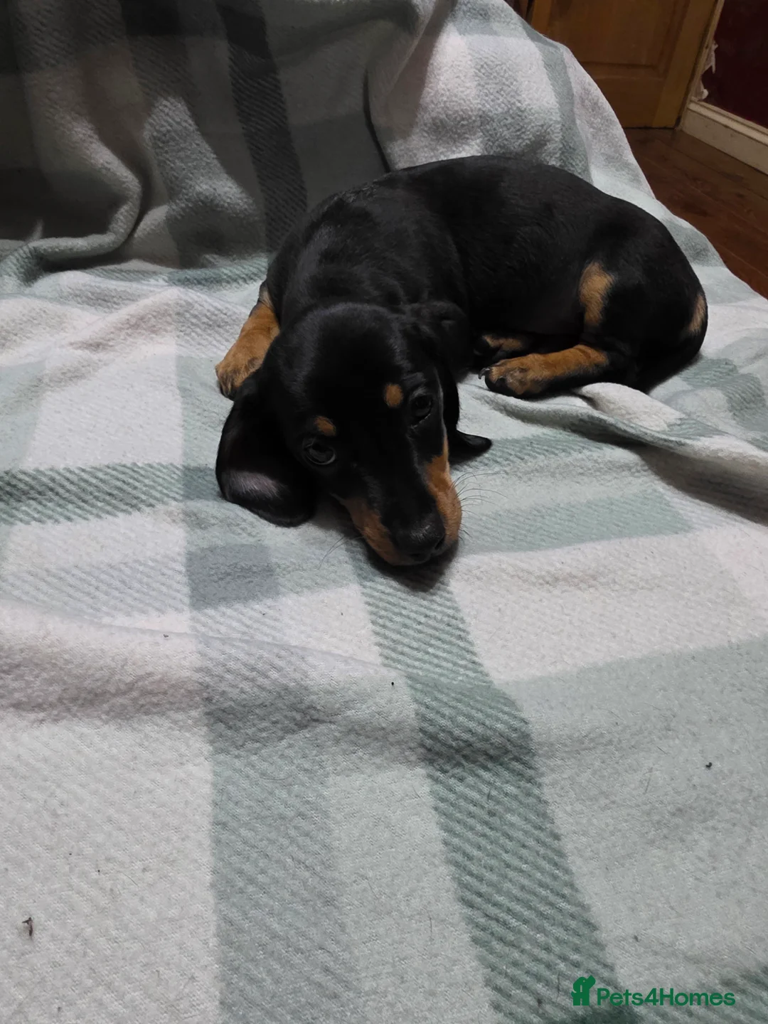 Mixed Breed dogs for sale: Miniature dachshund cross puppies  in Halesowen - Advert 2