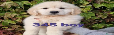 Golden Retriever 2