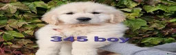 Golden Retriever dogs for sale: Stunning Golden Retrievers - Advert 16