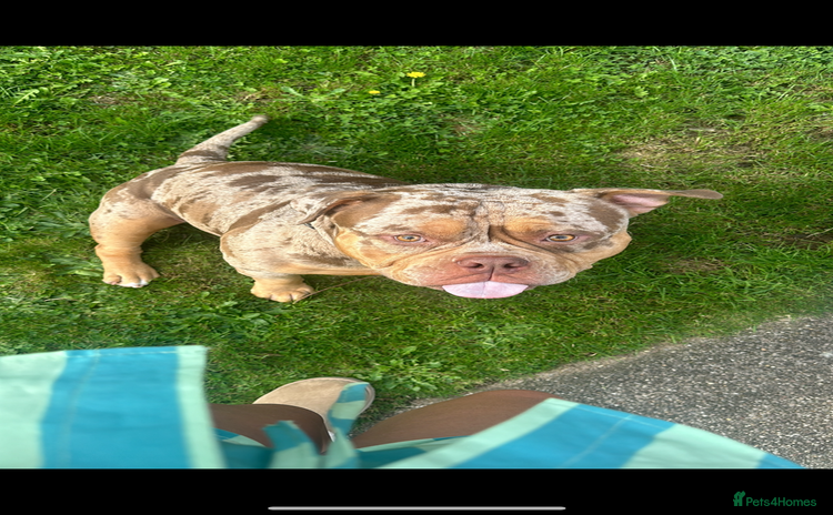 American Bully dogs - Advert 1