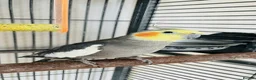 Cockatiels birds for sale: Friendly Cockatiel Looking for a Loving Home 🦜 in London - Advert 4