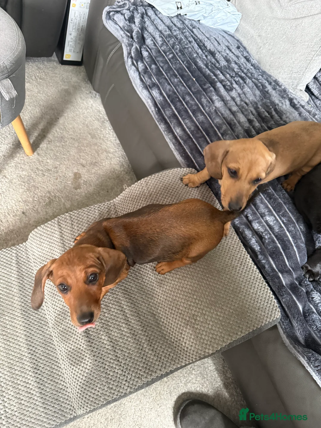 Miniature Dachshund dogs for sale: Two Mini Dachshund brother - Advert 2