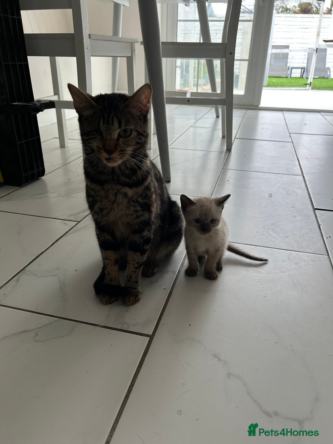 Bengal cats for sale: Beautiful boy remaining ready to go  - Image 8