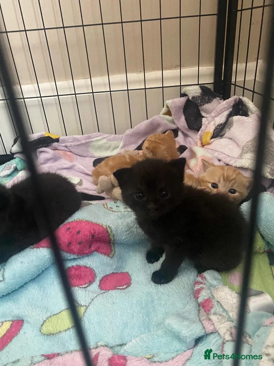 British Shorthair cats for sale: Beautiful kittens for sale - Advert 2
