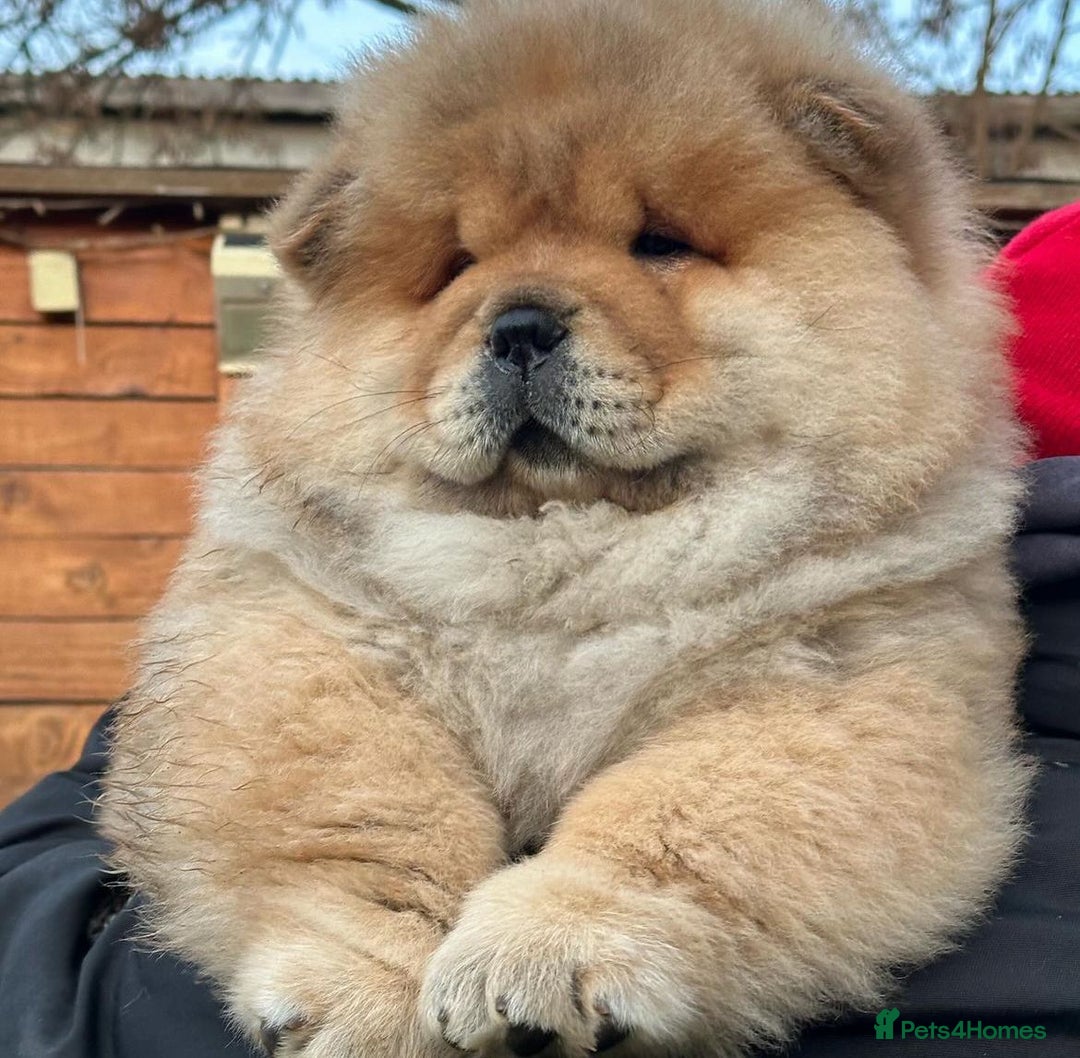 Chow Chow dogs for sale: Kc Registered Chow Chow Pups - Image 4
