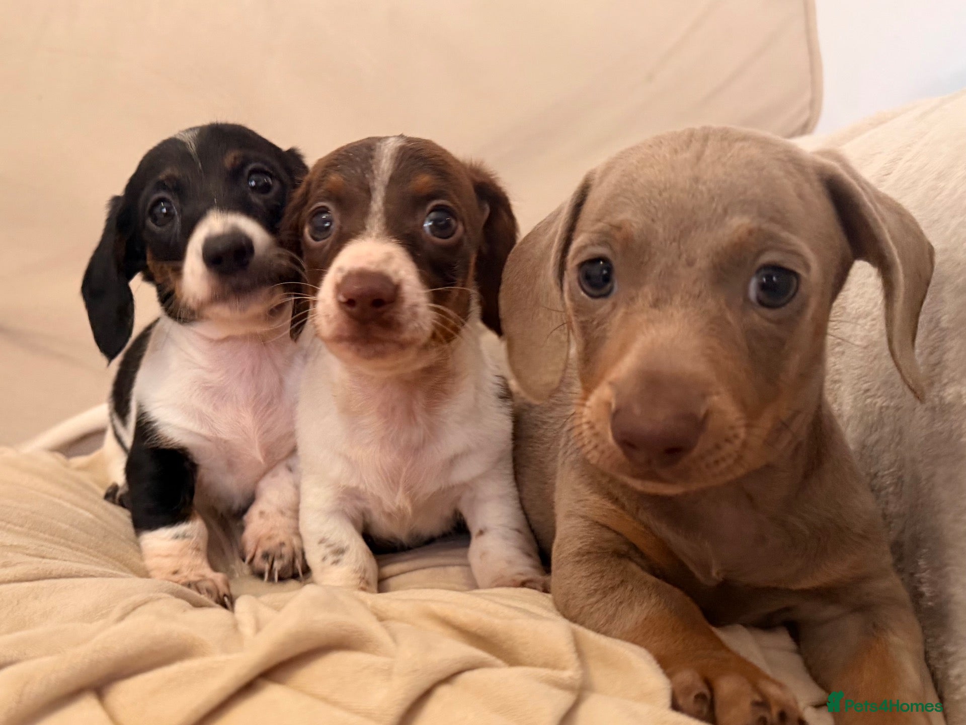 Dachshund dogs Dachshund 2boys 1girl  - Advert 1