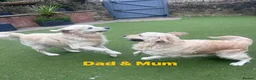 Golden Retriever dogs for sale: Our Beautifil KC registered Golden Retriever   in Leeds - Advert 35