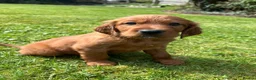 Irish Setter dogs for sale: Irish Setter Puppies - Advert 3