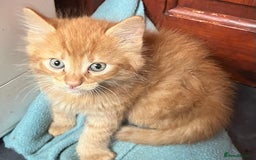 Domestic Shorthair cats for sale: Fluffy kittens - Image 6