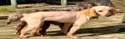Cockapoo dogs for sale: Beautiful cockapoo pups for sale - Advert 22
